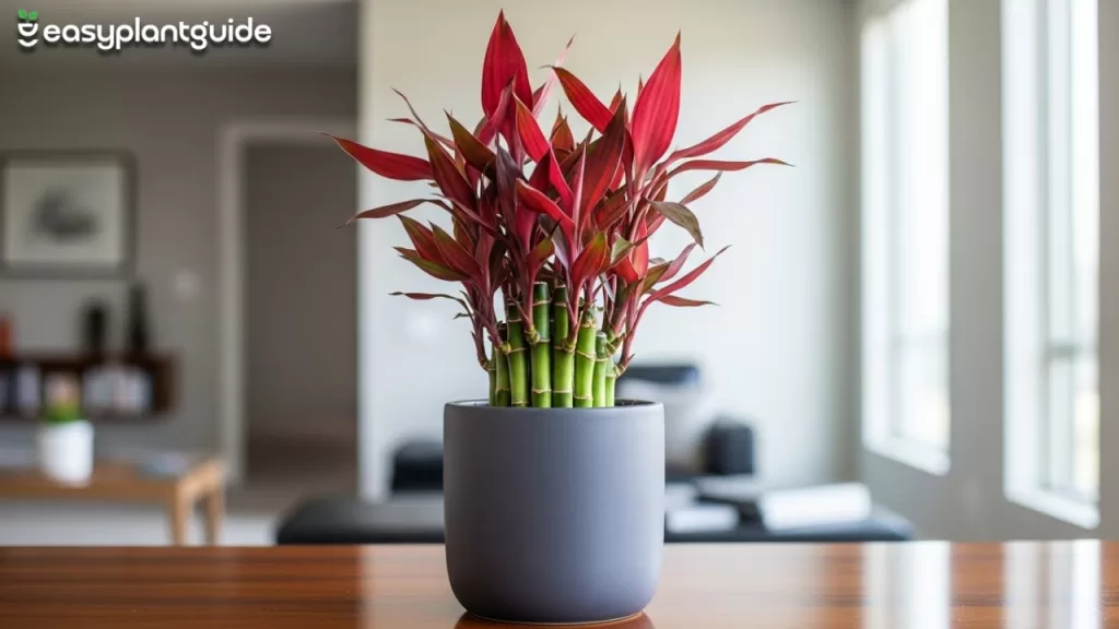 Pink Bamboo Plant