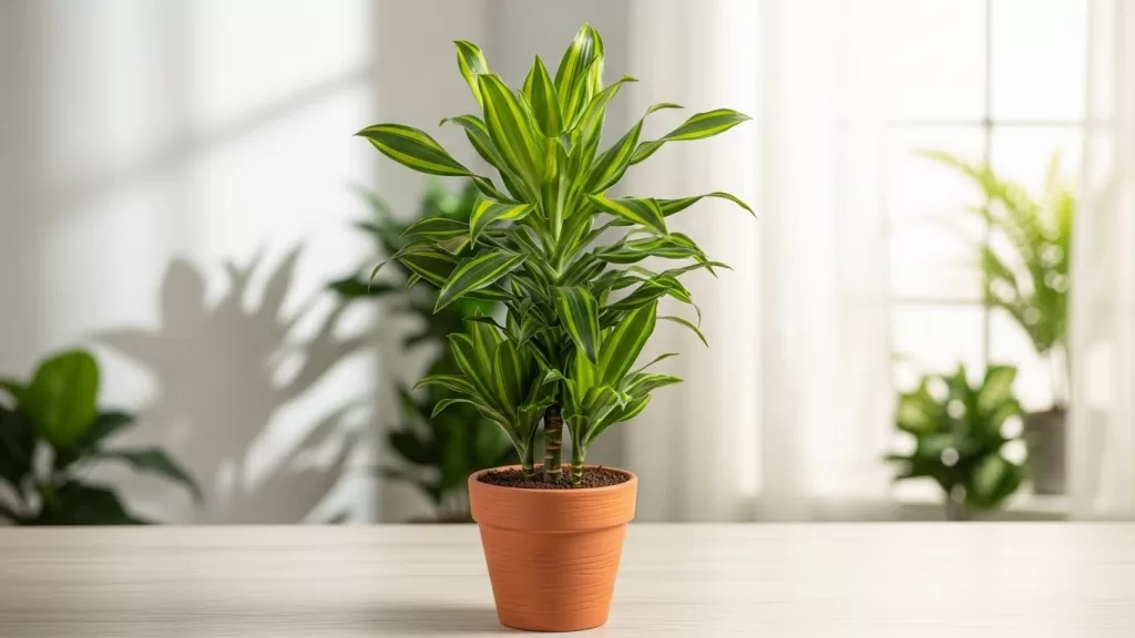 Dracaena warneckii 'Gold Star'