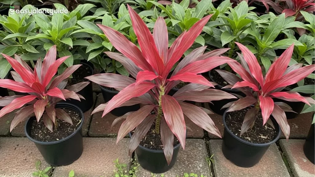 Red dracaena sunlight needs