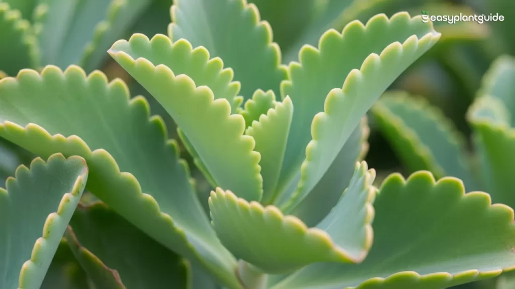 succulent scalloped leaves