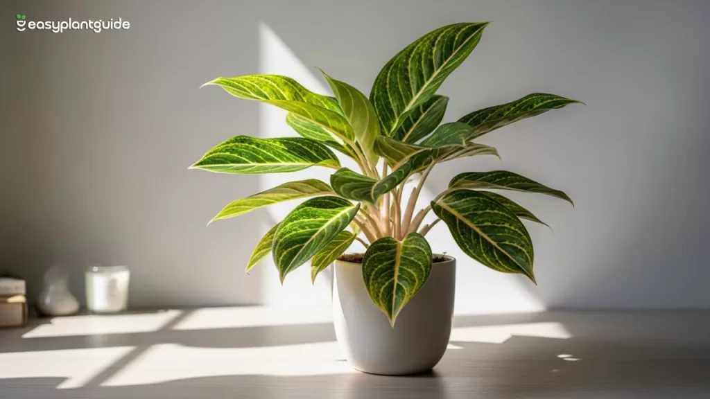 aglaonema care