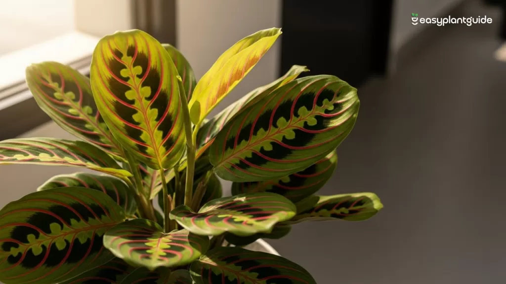 How to care for maranta