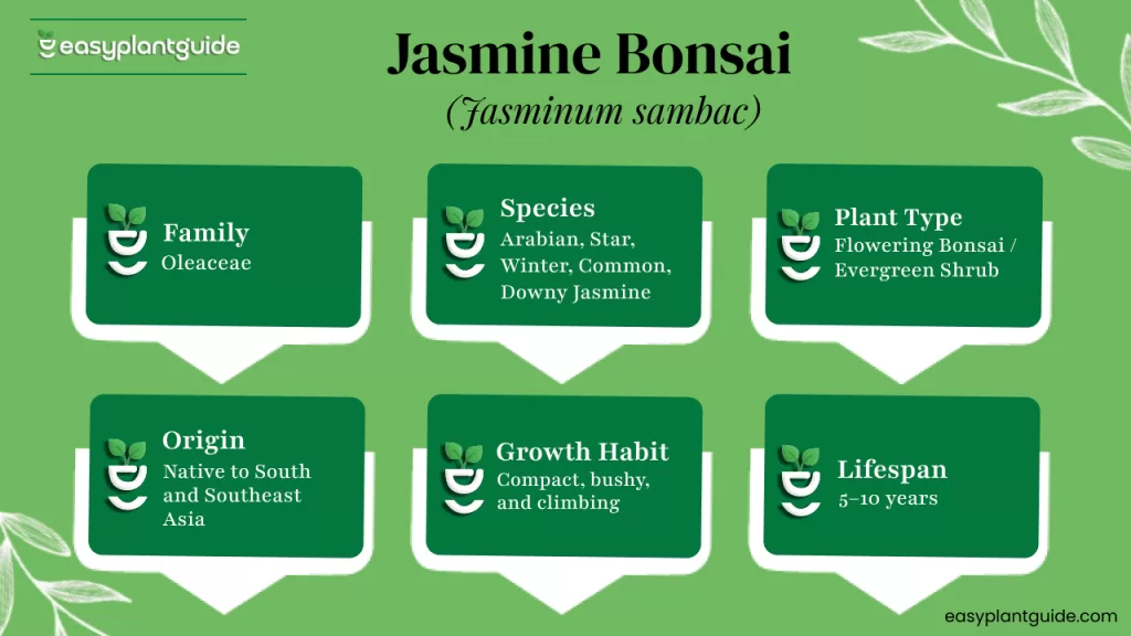 jasmine bonsai tree
