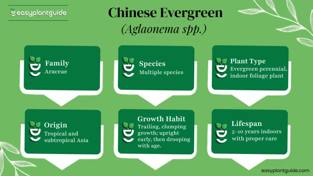 Aglaonema humidity needs