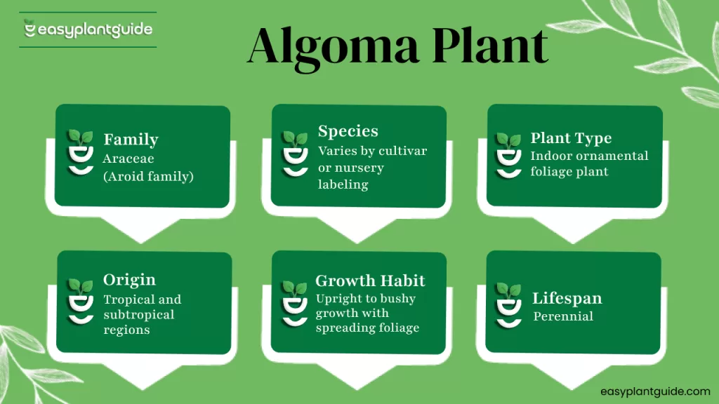 algoma houseplant