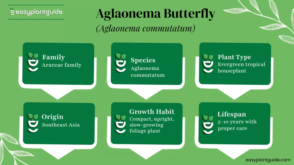 Aglaonema Butterfly care guide