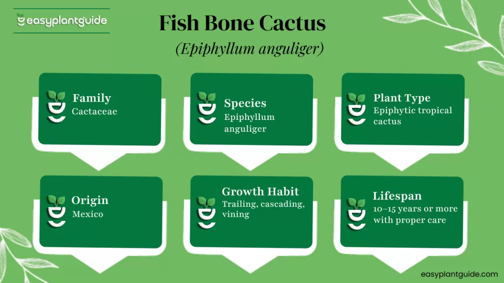 Fish Bone Cactus guide