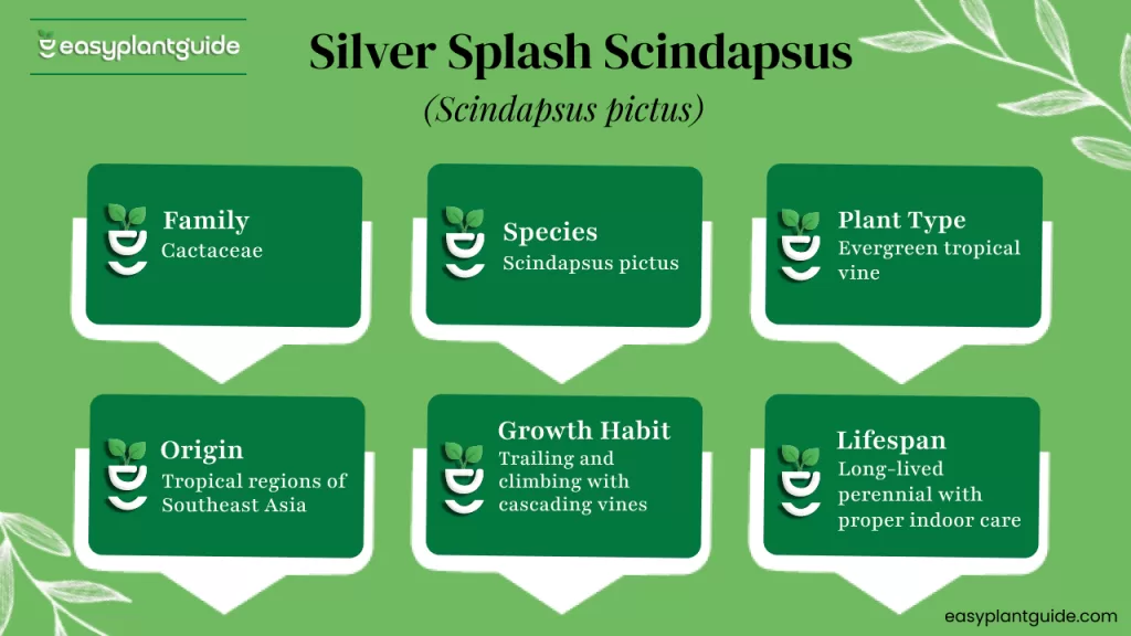 Silver Splash Scindapsus plant