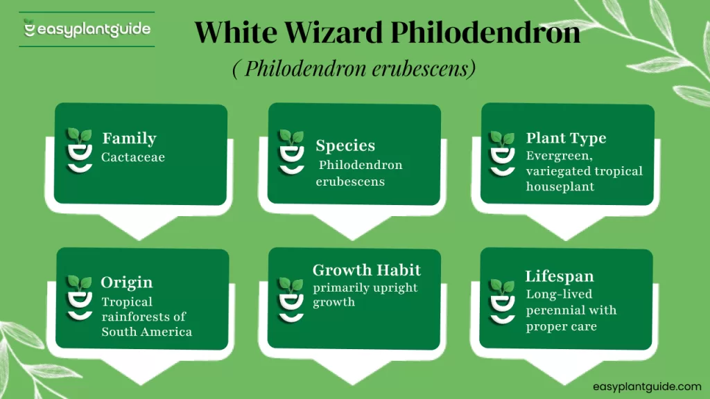 White Wizard Philodendron