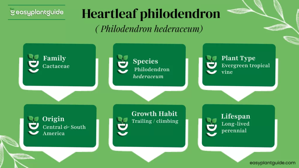 Heartleaf philodendron
