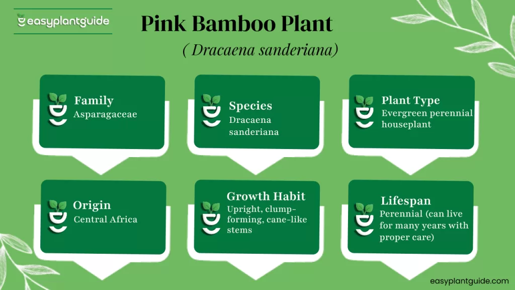 Pink Bamboo Plant guide