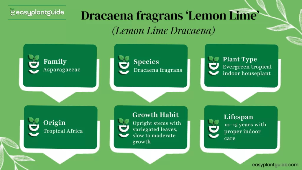 Dracaena fragrans Lemon Lime
