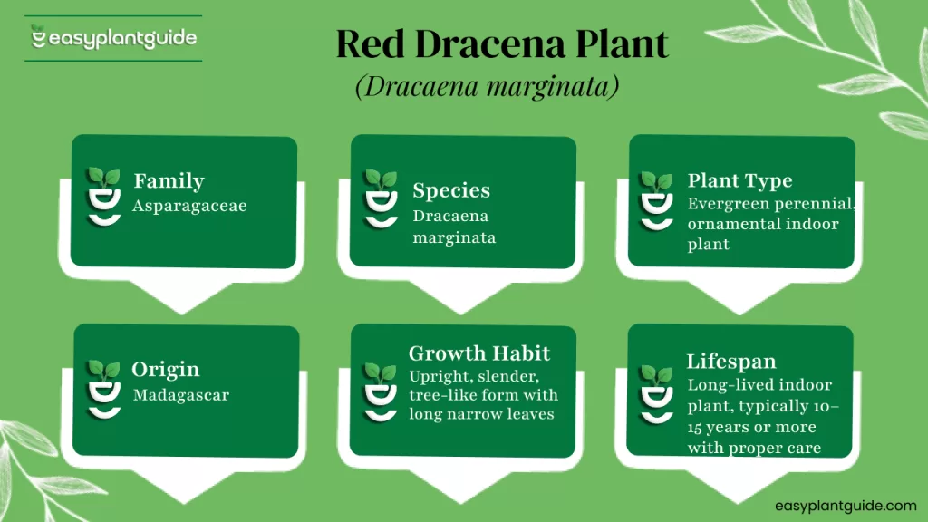 Red dracaena marginata