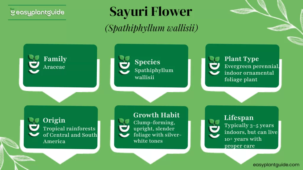 Sayuri flower plant
