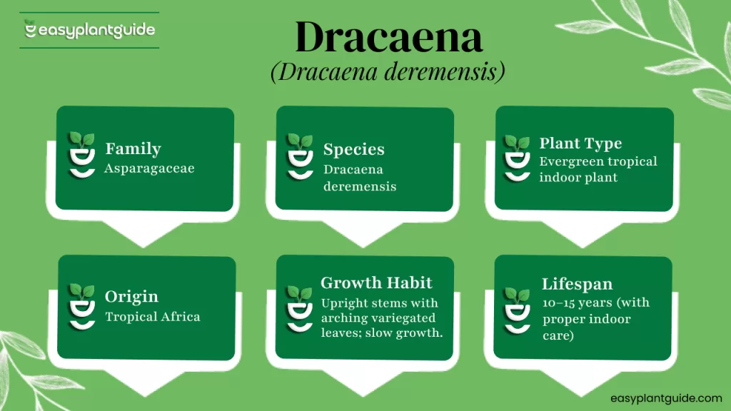 Dracaena deremensis plant care