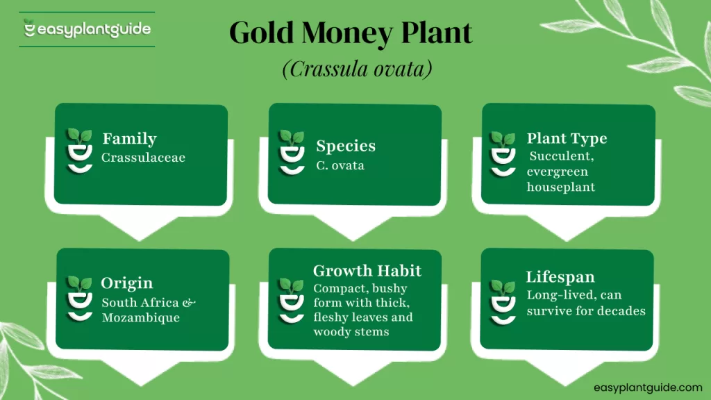 What is Gold Money Plant