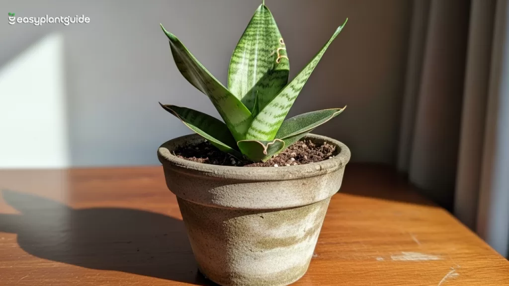 dwarf snake plant