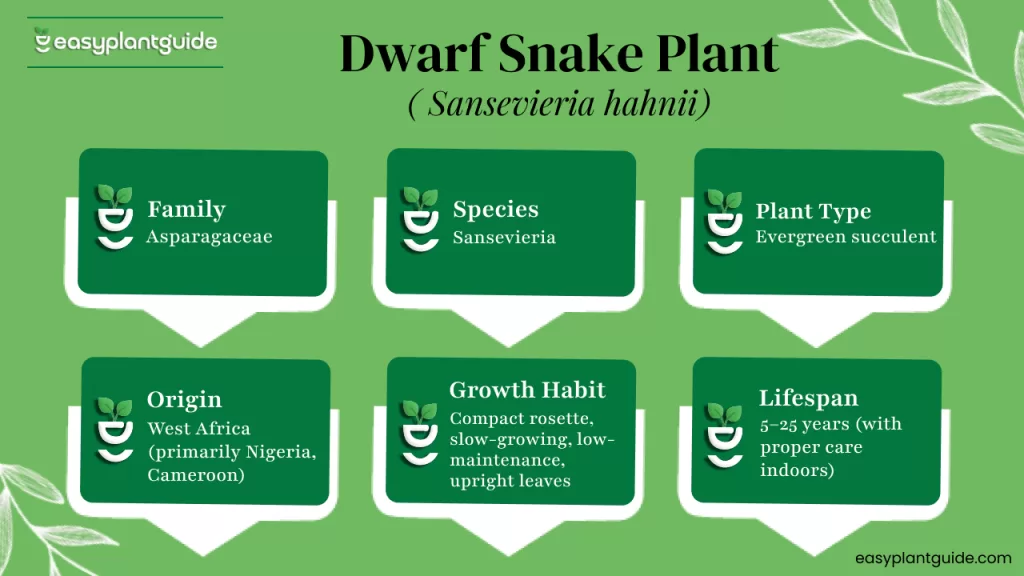 dwarf snake plant watering