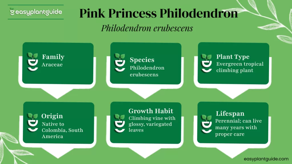 Pink Princess Philodendron type