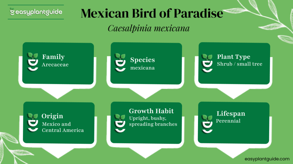 Mexican Bird of Paradise plant guide